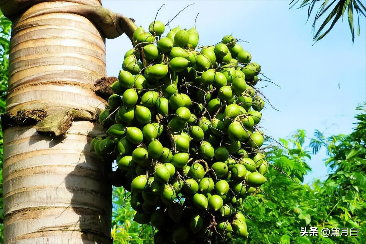 义乌永久下架槟榔，歌手傅松曾嚼槟榔6年患癌离世，生前脸部溃烂