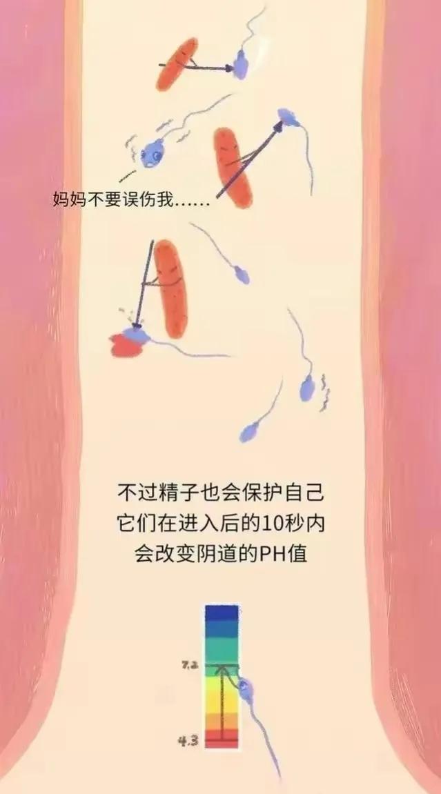精子进入女性体内后，会发生什么神奇的事？漫画科普