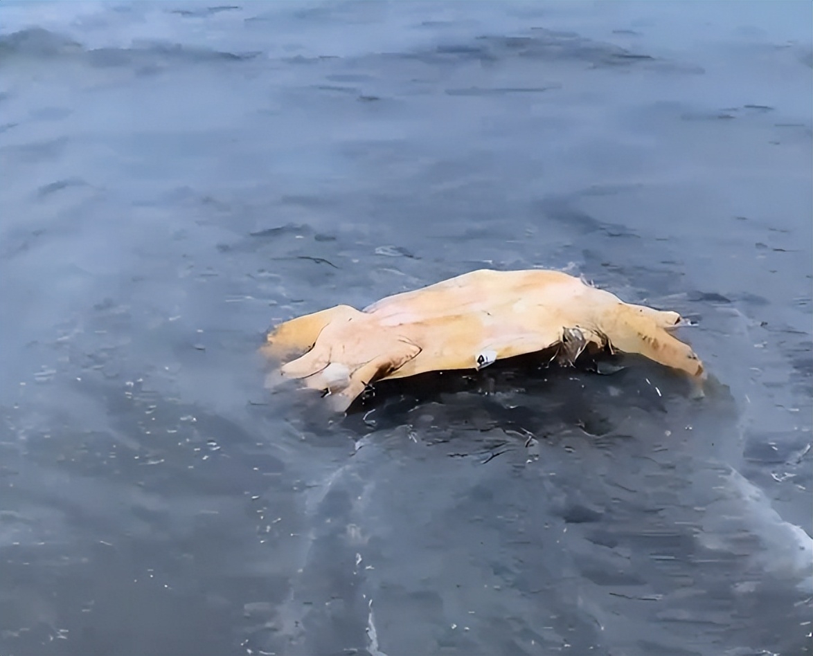 日本核污水排放已超100吨,日本核污水排放造成大量死鱼