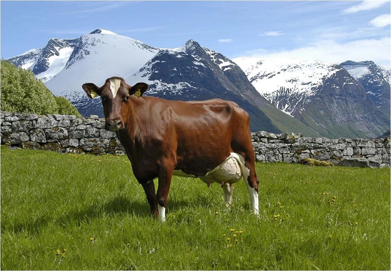 什么奶牛的奶质最好,什么品种奶牛最好