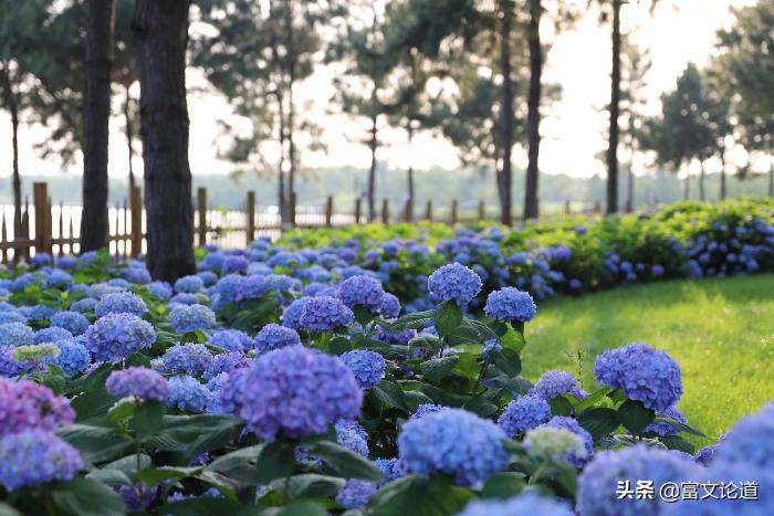 丰城花卉小镇杜鹃花海,丰城花卉小镇攻略