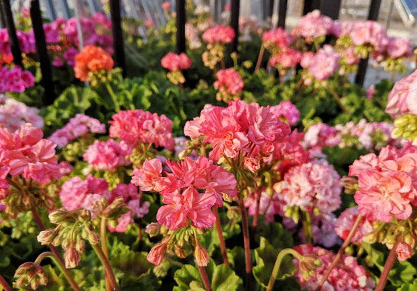 开春后可以修剪天竺葵吗,天竺葵开花期如何养护和管理