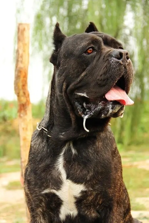 卡斯罗的饲养方法和注意事项,卡斯罗犬容易饲养吗易得病吗