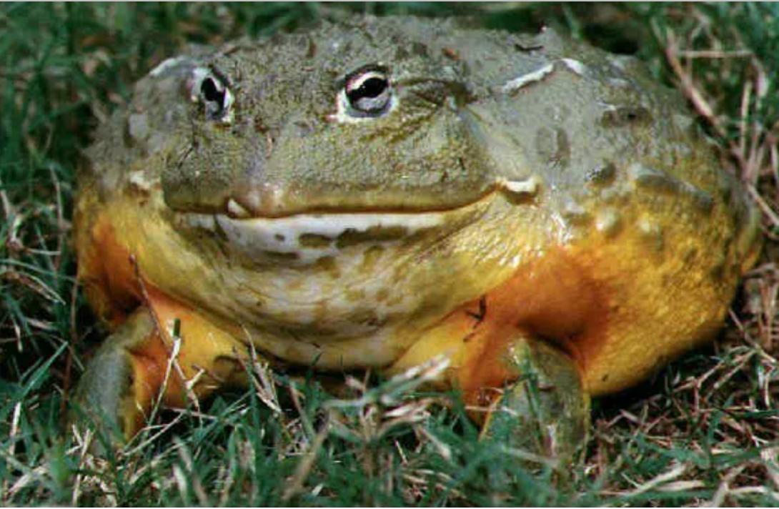 原来龙虾有这么多种你吃过哪些呢,蝲蛄和小龙虾的区别哪个好吃