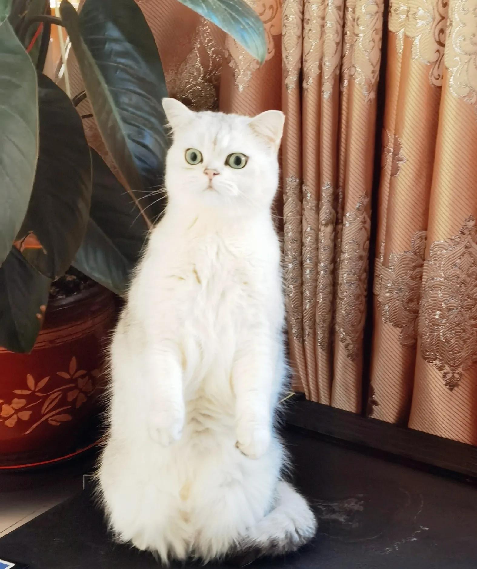 养猫十大麻烦,养猫带来的糟心事你能接受哪些