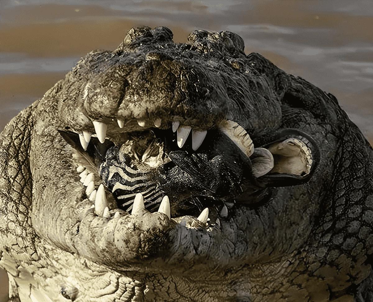 日军日记:*安妇慰**不服从管教,我很愤怒,用*刀刺**插入她的*体下**