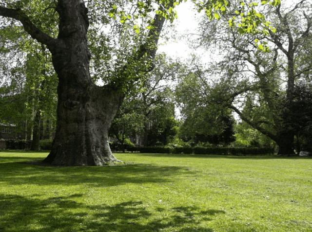 浼︽暒鏋楄偗骞垮満鏄豹瀹呭悧,鏋楄偗骞垮満妤肩洏