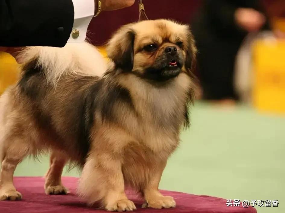 狗的种类常见宠物狗的品种及特点,宠物狗种类及特点