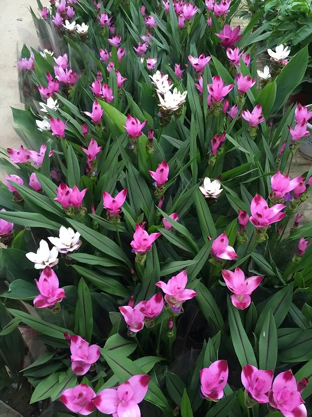 家里养姜荷花有什么禁忌,姜荷花盆栽的花期多久