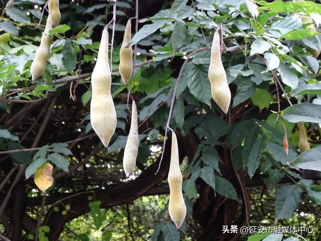 陕西宾馆迎来最佳观花赏景季节,陕西宾馆内景色