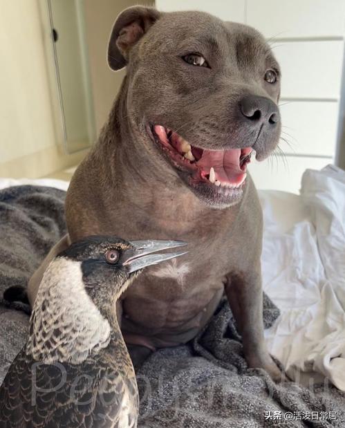 狗跟喜鹊待久了竟开始假孕分泌乳汁鸟：我把你当朋友你却想当我妈