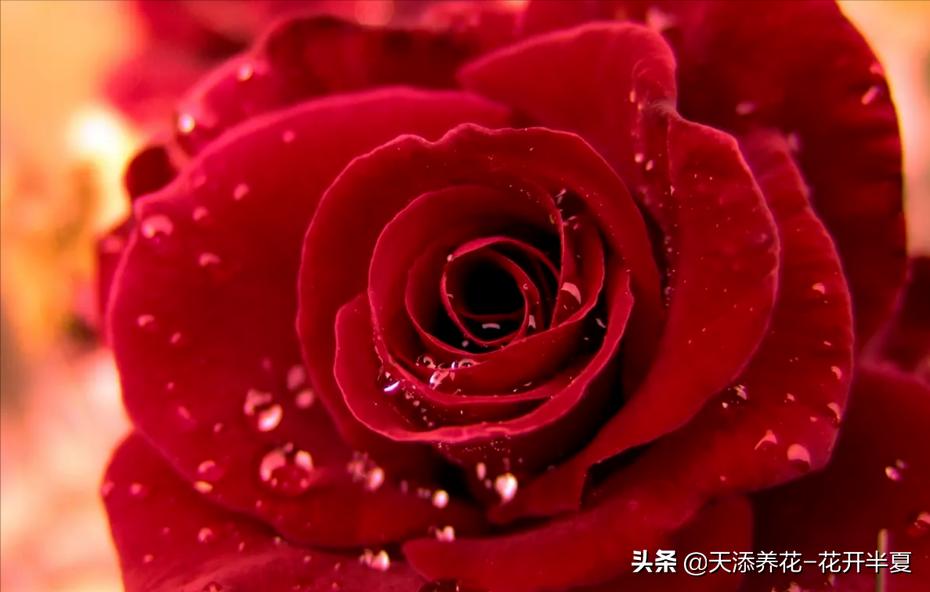 18朵粉色玫瑰花代表什么含义,5朵玫瑰花的寓意和花语是什么