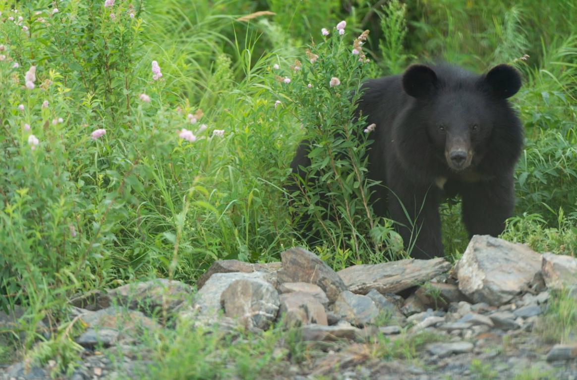装死躲过棕熊,男子上山挖野菜遇黑熊还活着吗