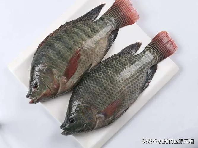 鲶鱼是世界上最脏的鱼,中国十大最脏鱼是什么鱼