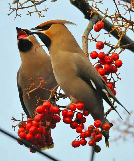 太平鸟图片素材,太平鸟图片大鸟