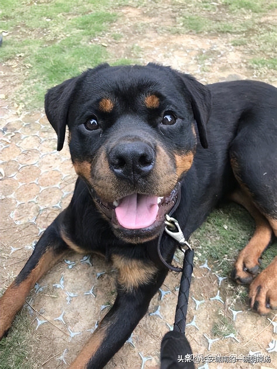 世界名犬排名前100图巴哥犬,世界名犬约克夏价格