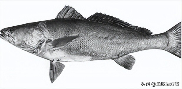 什么样的鱼才有鱼胶,鱼胶最好是哪种鱼