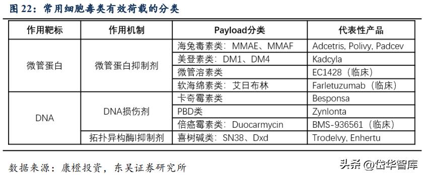 有效避开内卷，迈威生物：ADC锋芒初显，快速成长的Biopharma