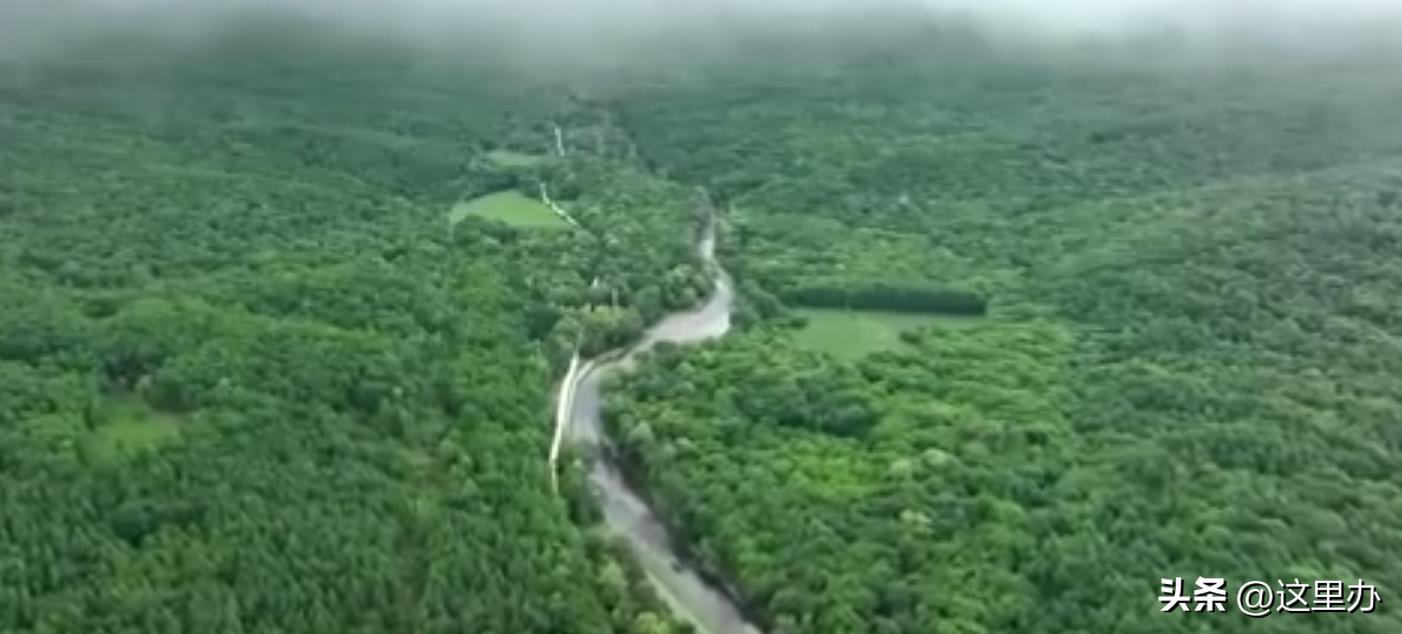 吉林珲春四只东北虎拦路,珲春路遇老虎