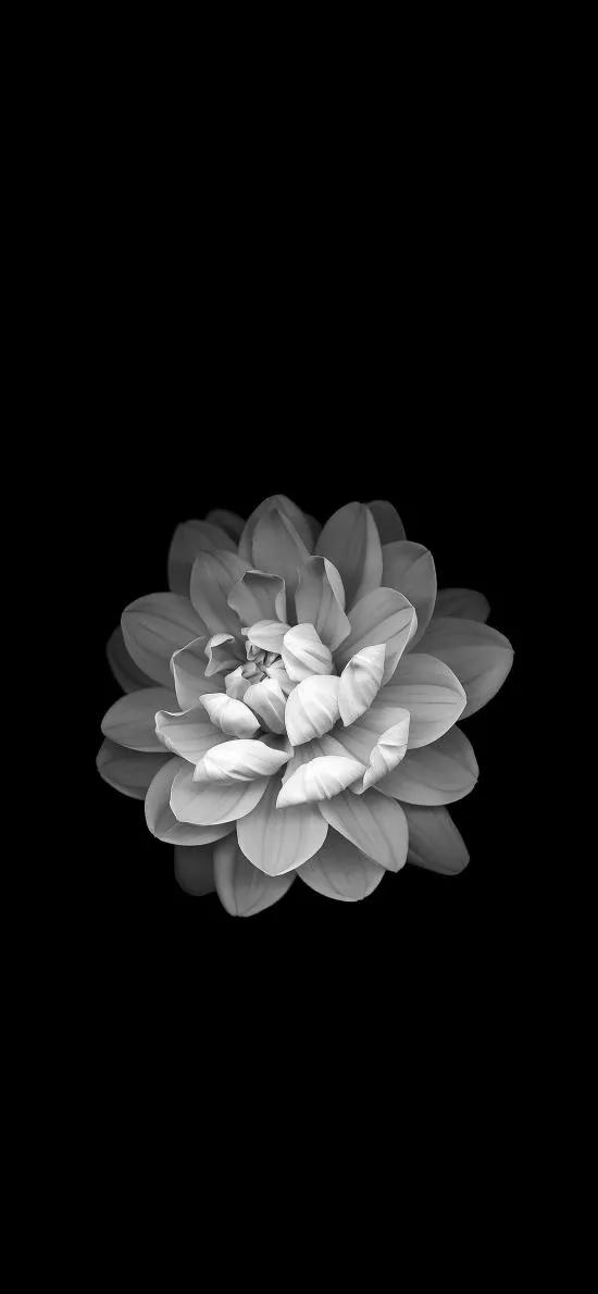 花朵黑白手绘图,黑白图片花朵