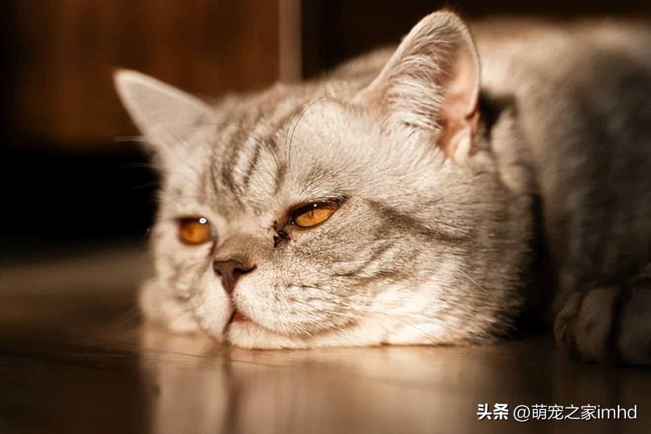哪些行为会让猫咪得抑郁症,猫咪的六大表现是抑郁症