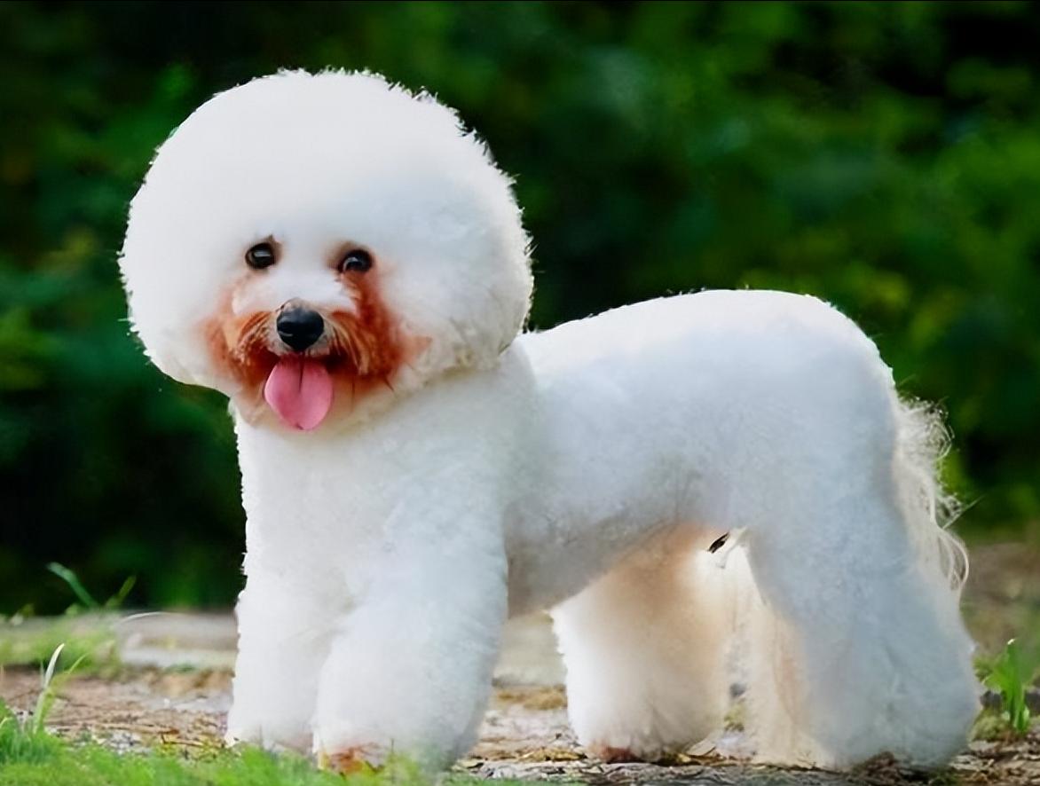 建议养宠物狗吗,养比熊犬应该养哪种体型