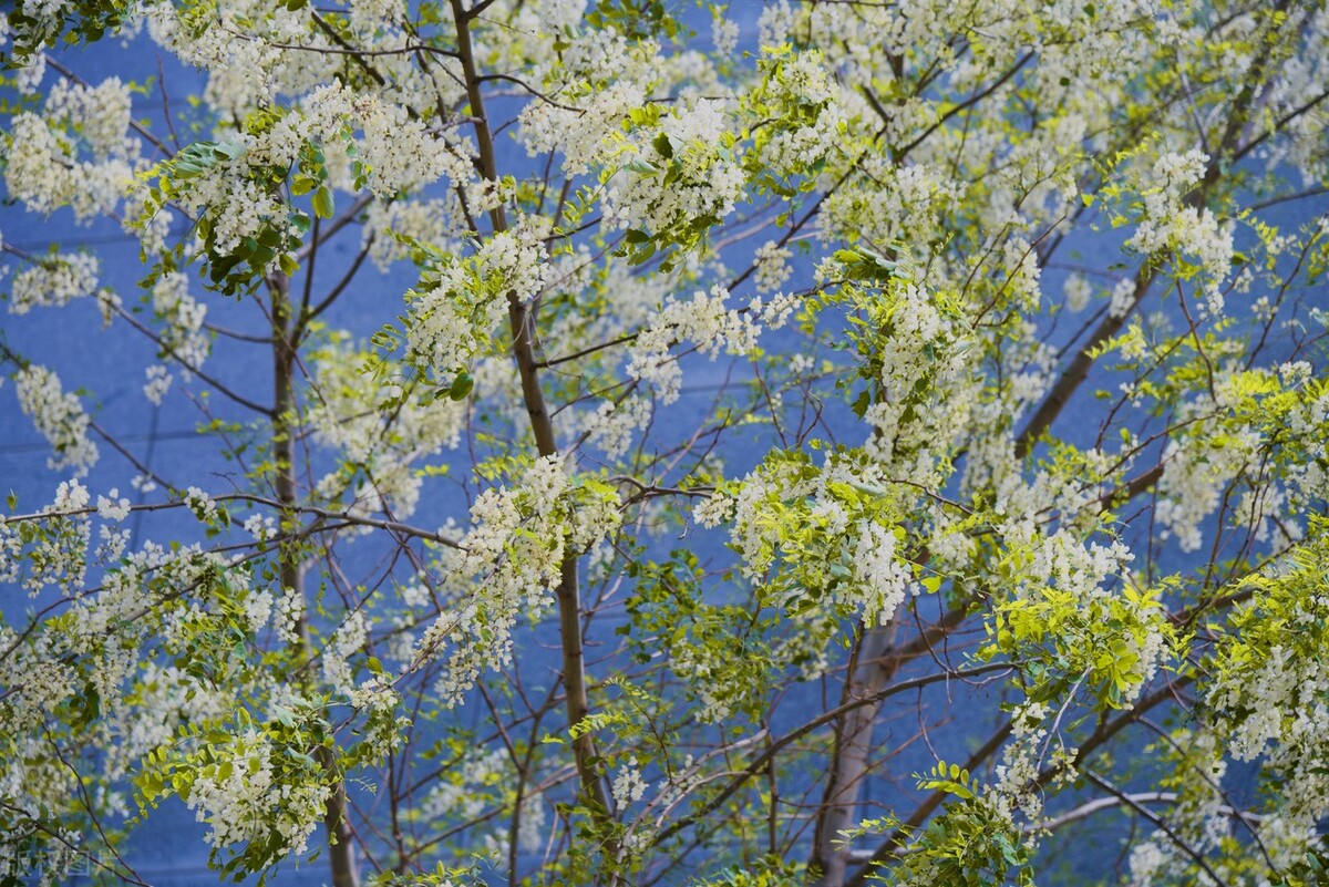 曾是北方首选的行道树,因天量库存而烂大街,国槐树该何去何从?