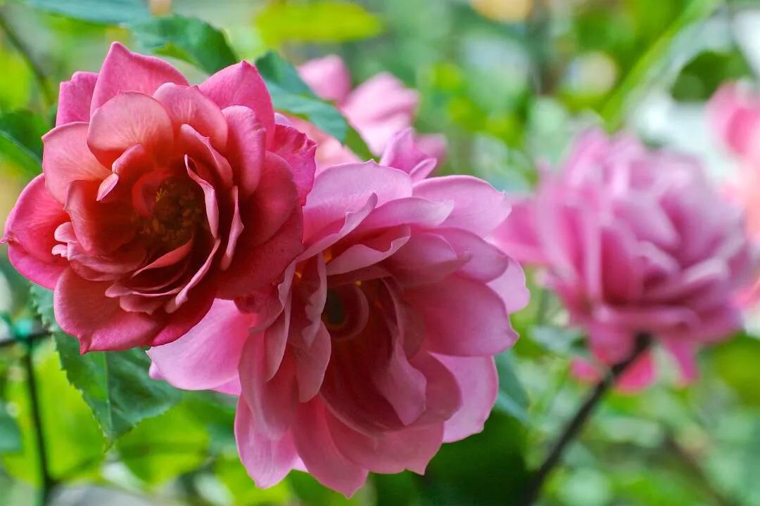 葵系列的月季,高贵浪漫的仙女月季