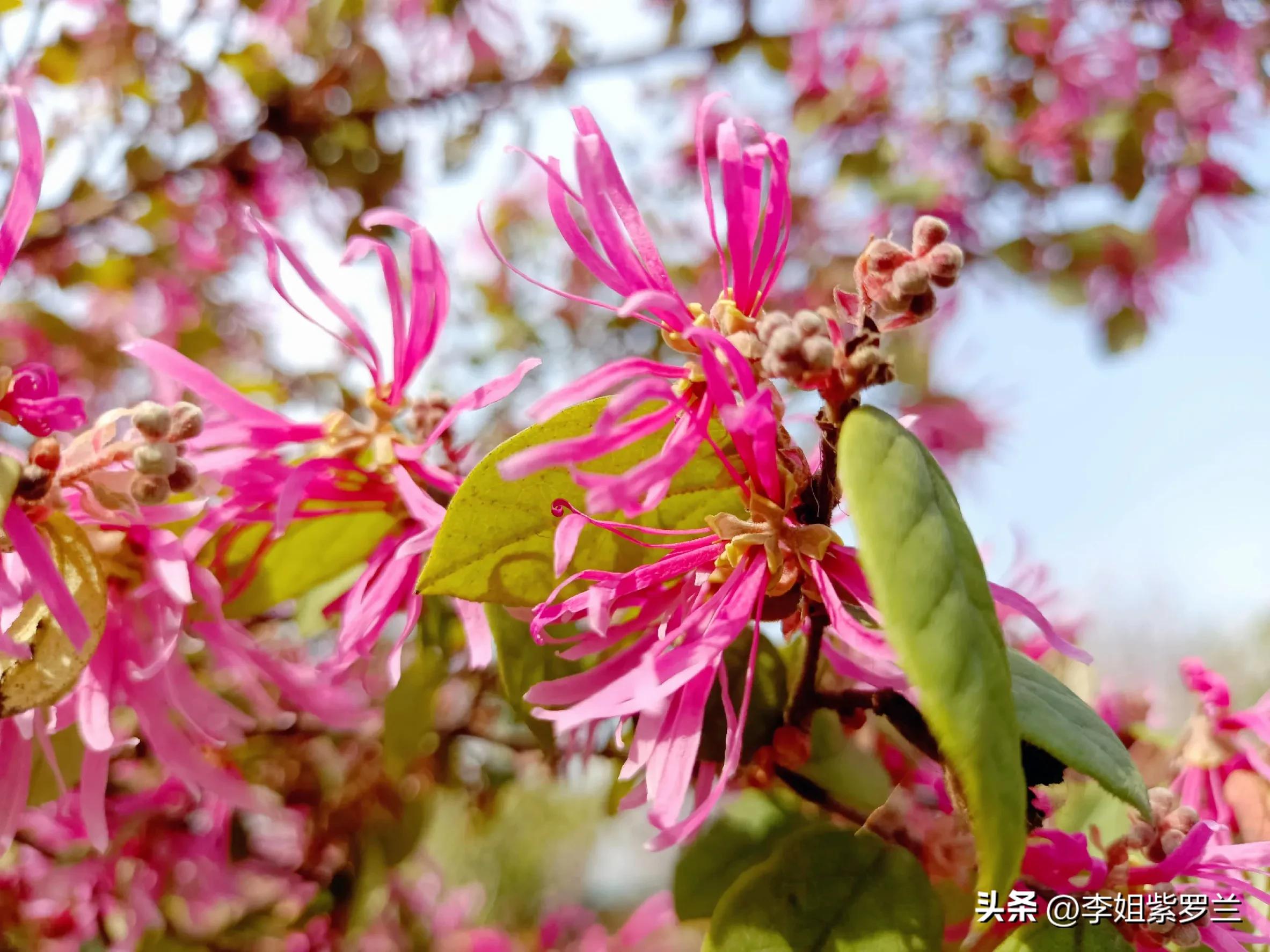 红花继木和红花檵木有什么区别,红花檵木的红花功效与作用
