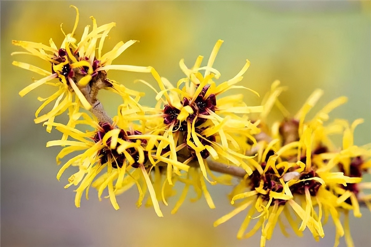 金缕梅属于名贵花卉吗,金缕梅与北美金缕梅区别