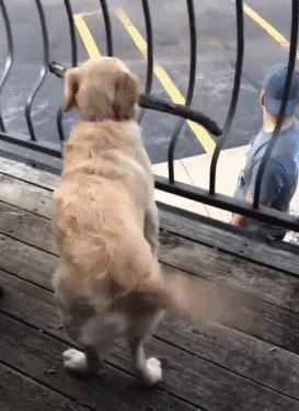 狗嘴里吐不出象牙梗,狗嘴里吐不出象牙是形容词么