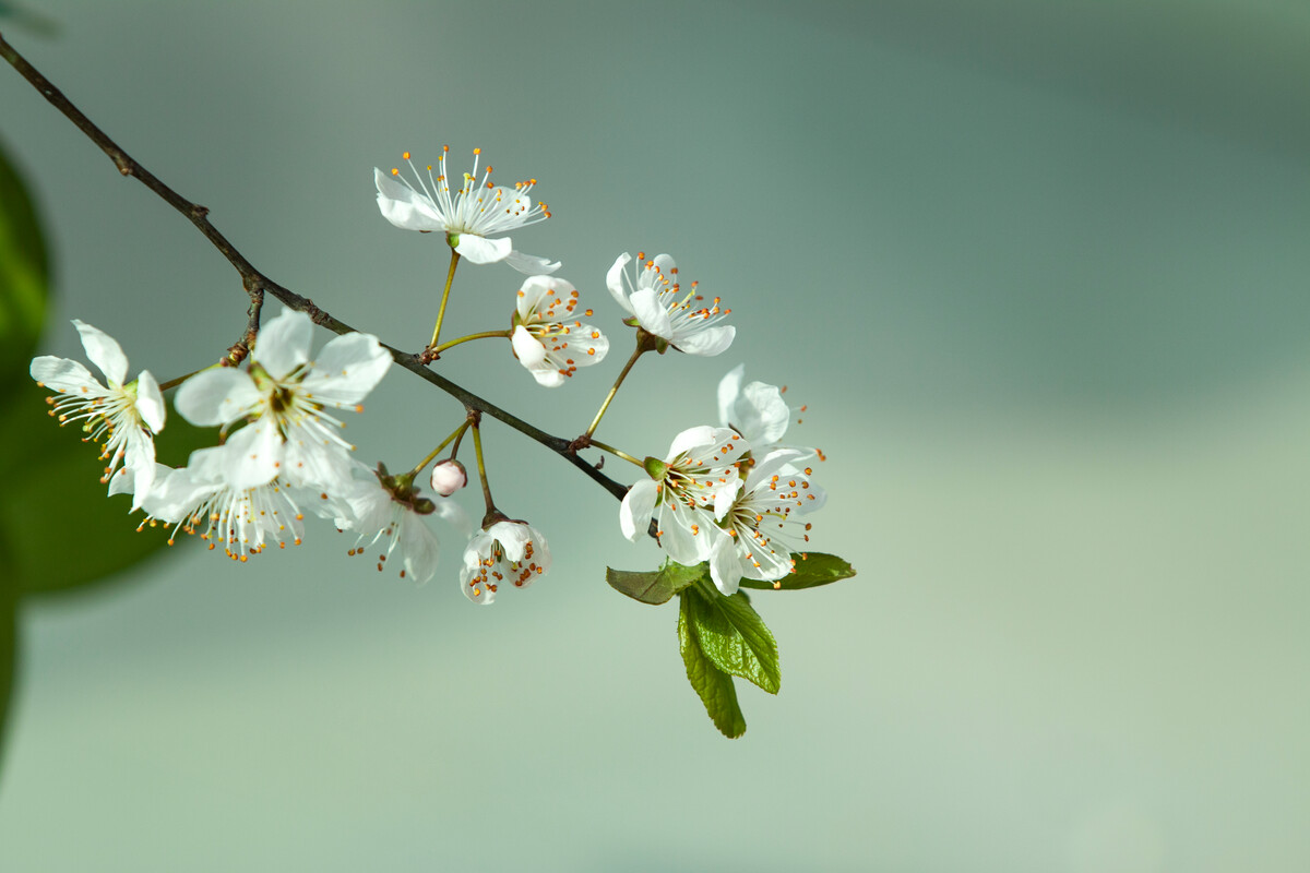 初春的诗词精选,描写初春的诗词佳句