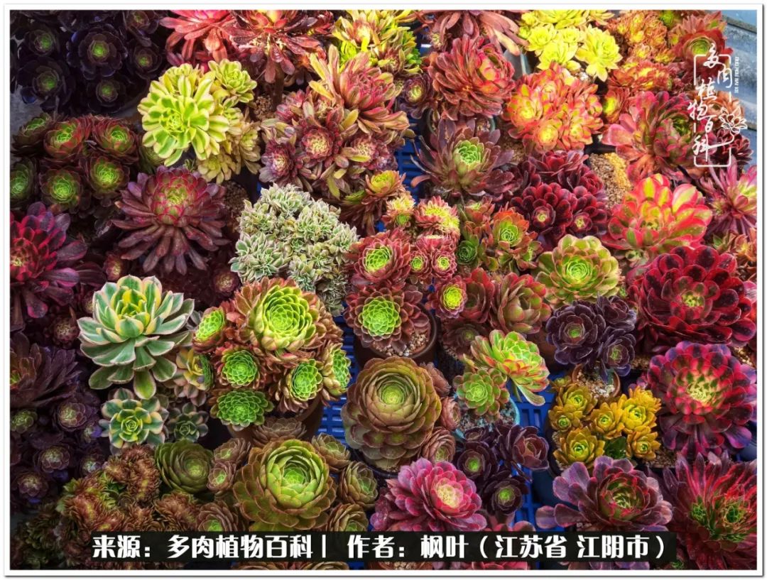 多肉植物的生长轨迹,多肉植物的养生方法