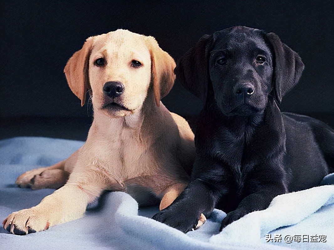 纯种拉布拉多犬特征,纯种拉布拉多和不纯种的区别在哪