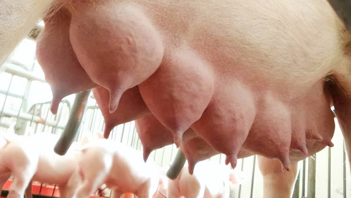 母猪产后没有奶水怎么弄,母猪产后不吃没奶水怎么办