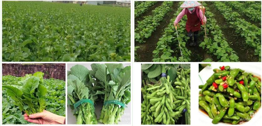 现代农业新技术赋能低效林改造九寨沟县白河乡太平村二组实现保粮增收、粮经融合发展的实践之路