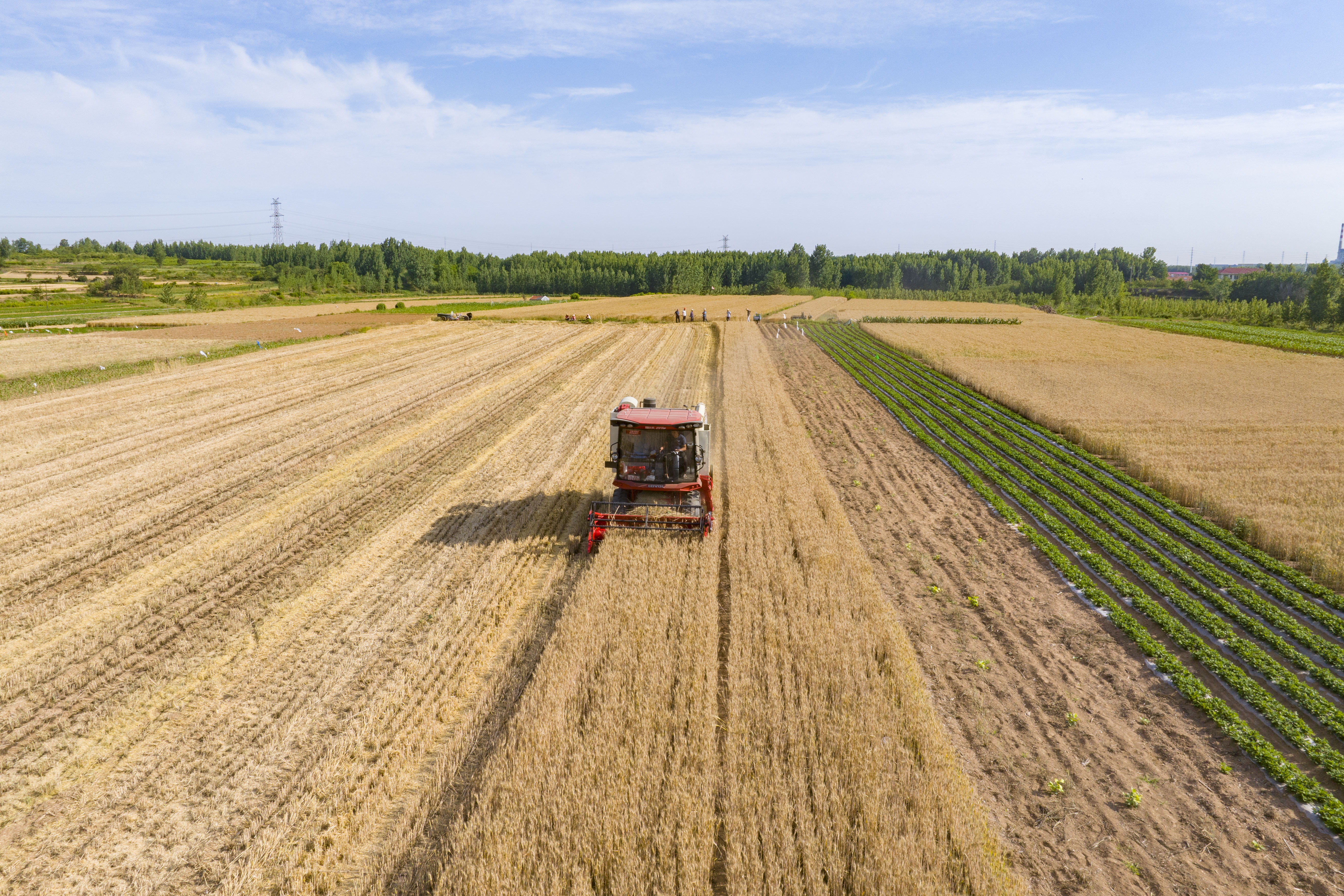 小麦丰收的画卷在错水河畔铺展，徐村麦浪滚滚，“丰”景如画