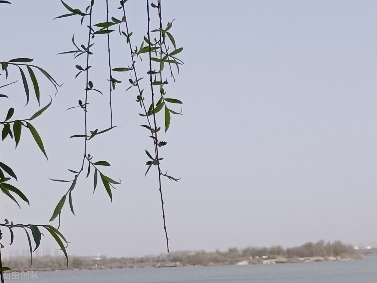 风吹杨柳万千条打一动物,风吹杨柳万千条解析