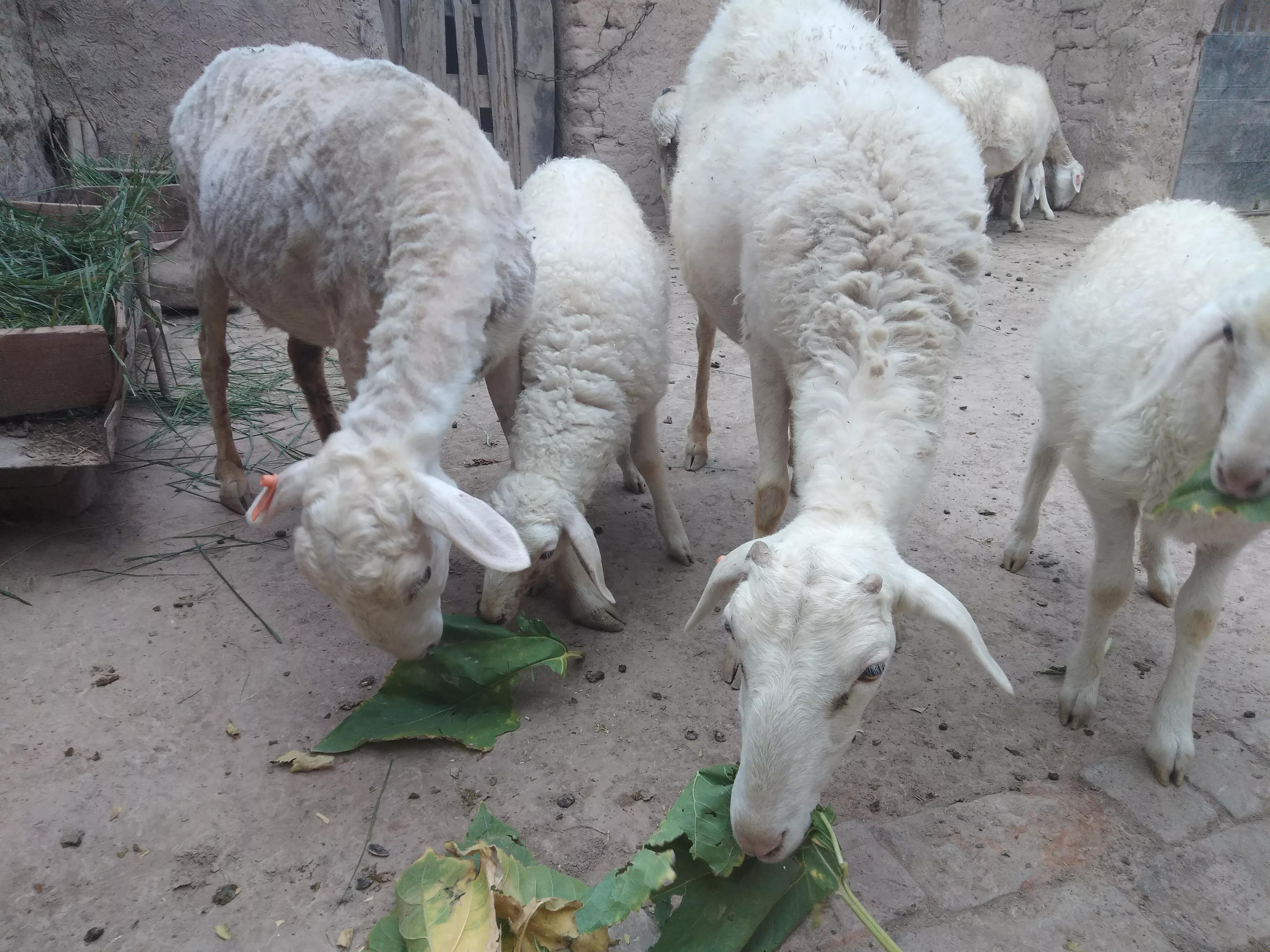 母羊屡配不孕的解决方法,母羊不孕不育解决办法有哪些