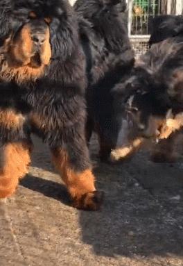 纯种的藏獒真的越来越少了吗,藏獒纯种为什么越来越少