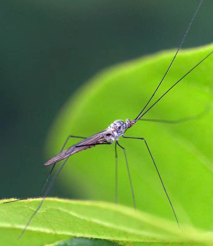 鱼缸有像蚊子幼虫一样的虫子,鱼缸小飞虫的幼虫
