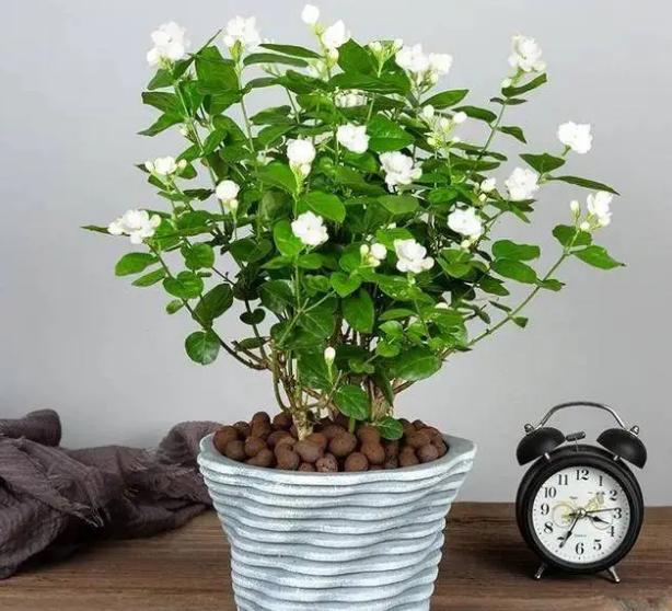 5月至7月有哪些花开,6月有哪些花开