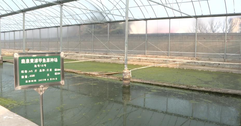 石家庄哪有甲鱼养殖基地,璧山区生态甲鱼养殖