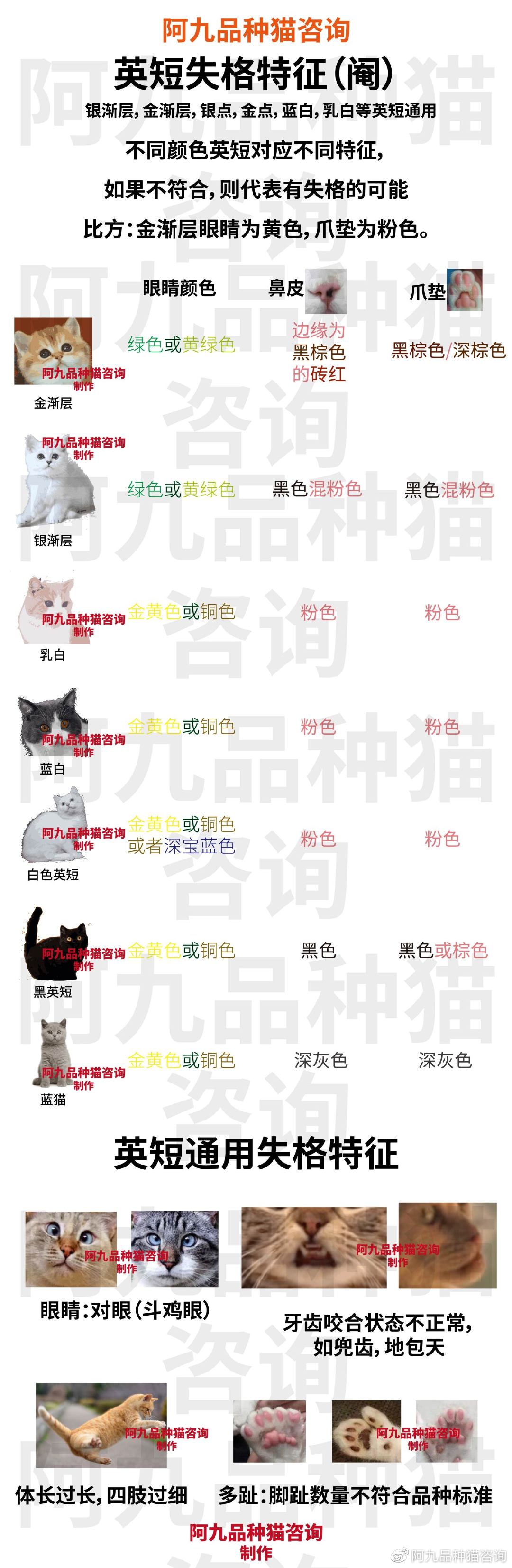 英短幼猫什么样的嘴型好,英短鼻子黑色和粉色有什么区别