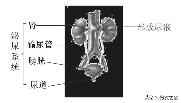 泌尿系统包括哪些器官？泌尿系统发育畸形有哪些？