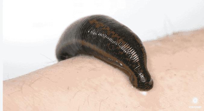 小宝宝出门怎么防护毒虫,带孩子出去玩当心这种虫子