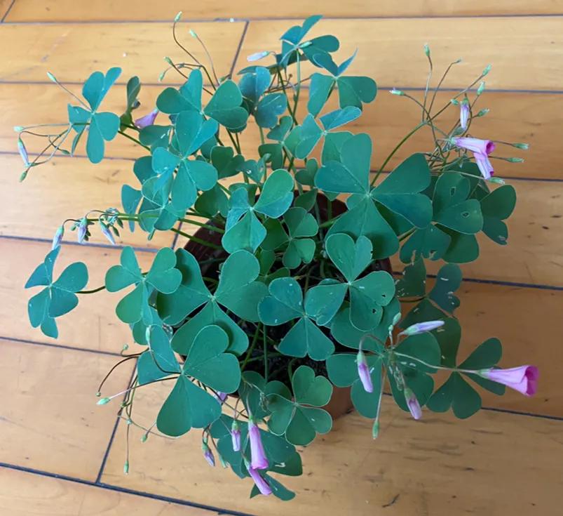 酢浆草断根还可以活吗,酢浆草治病验方