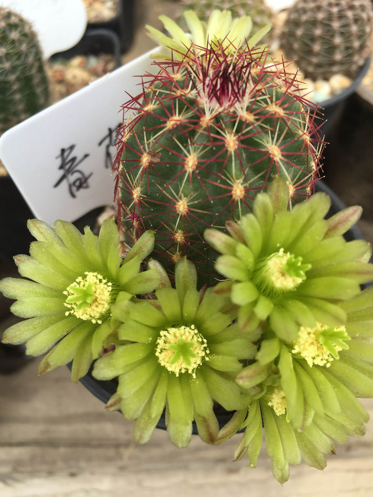 美丽/奇异花草欣赏系列——各种仙人球之“虾”