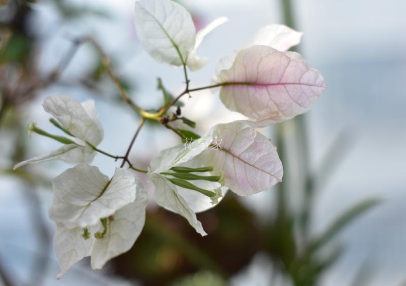 三角梅烂根如何拯救,三角梅换盆引起烂根什么原因