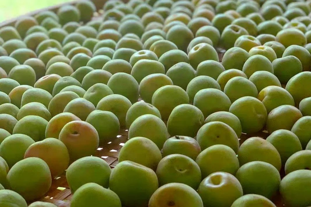 蔷薇科水果是什么,蔷薇亚科著名水果